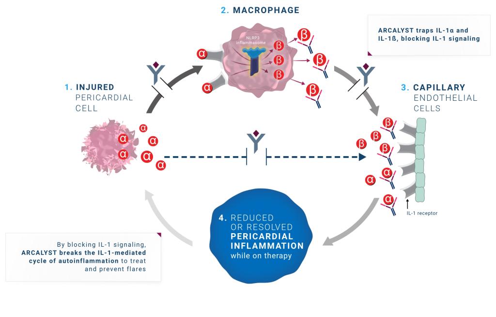 The cycle showing how ARCALYST therapy works by blocking IL-1-signaling and breaking the recurrence cycle.